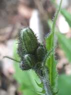 Image of Hieracium murorum subsp. murorum