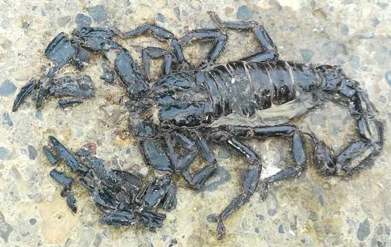 Image of Asian Forest Scorpion