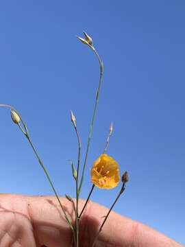 Image of Berlandier's yellow flax