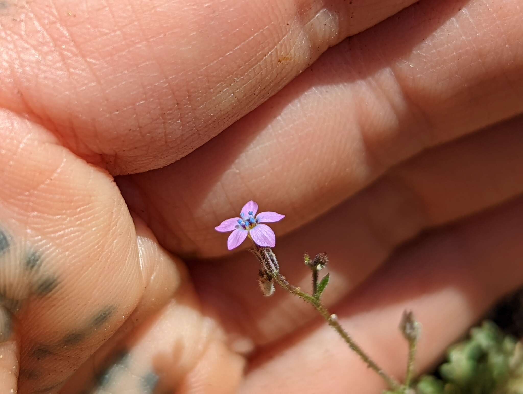 Gilia brecciarum subsp. jacens (A. D. Grant & V. E. Grant) A. G. Day的圖片