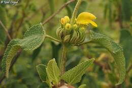 Image of Phlomis viscosa Poir.