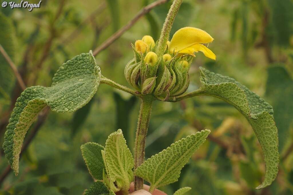 Image of Phlomis viscosa Poir.