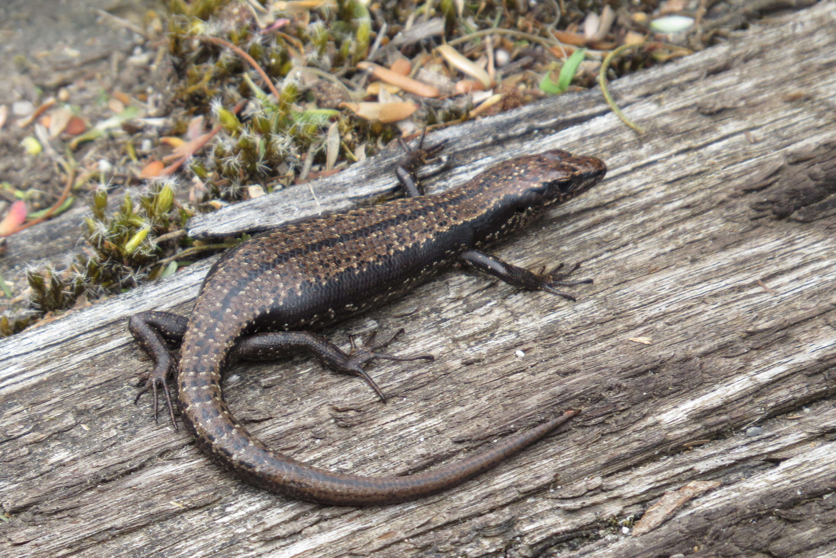 Image of Tasmanian Tree Skink