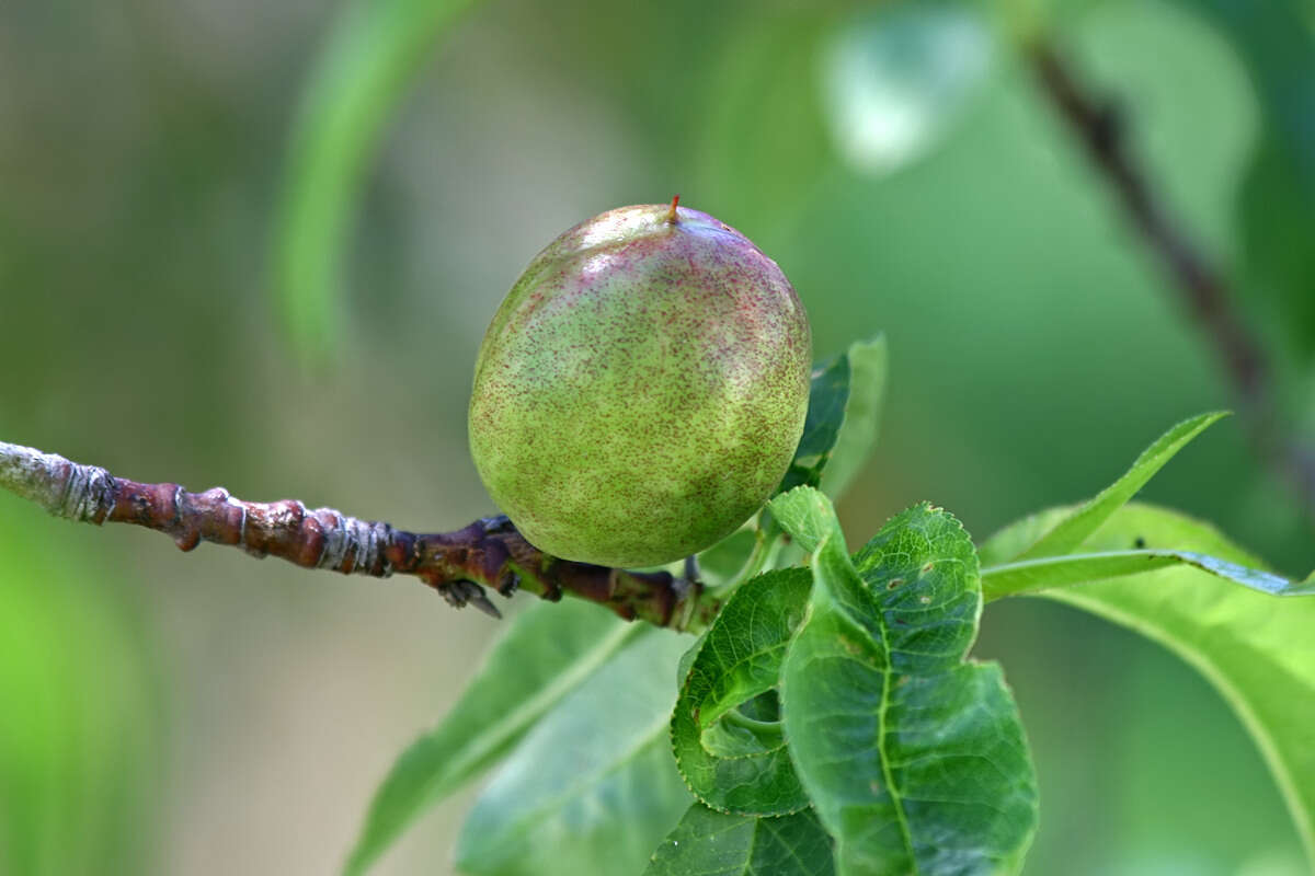 صورة دراق