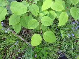 Image of Japanese Tree Lilac