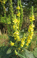 Verbascum nigrum L. resmi