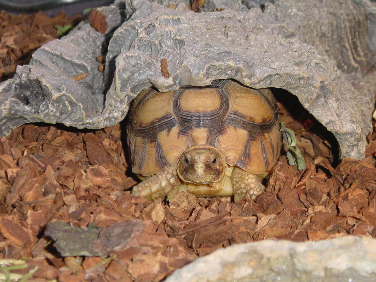 Image of Egyptian Tortoise