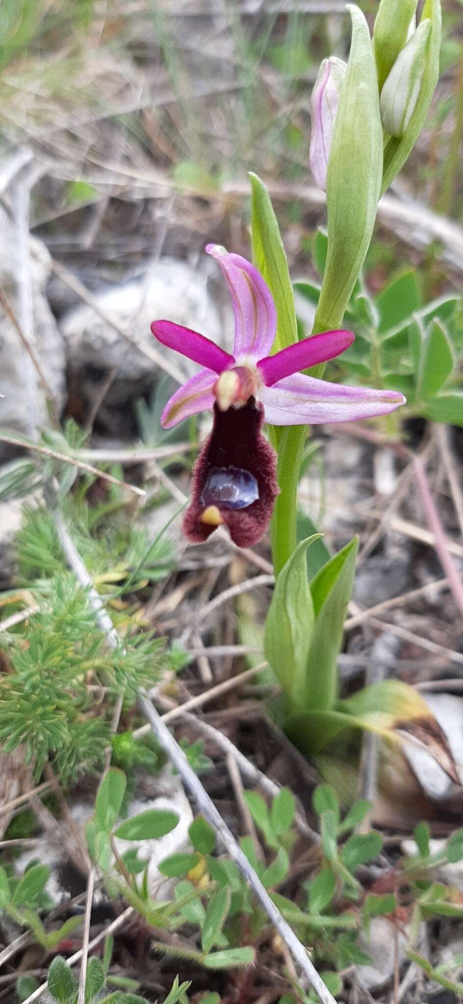 Слика од <i>Ophrys <i>bertolonii</i></i> subsp. bertolonii