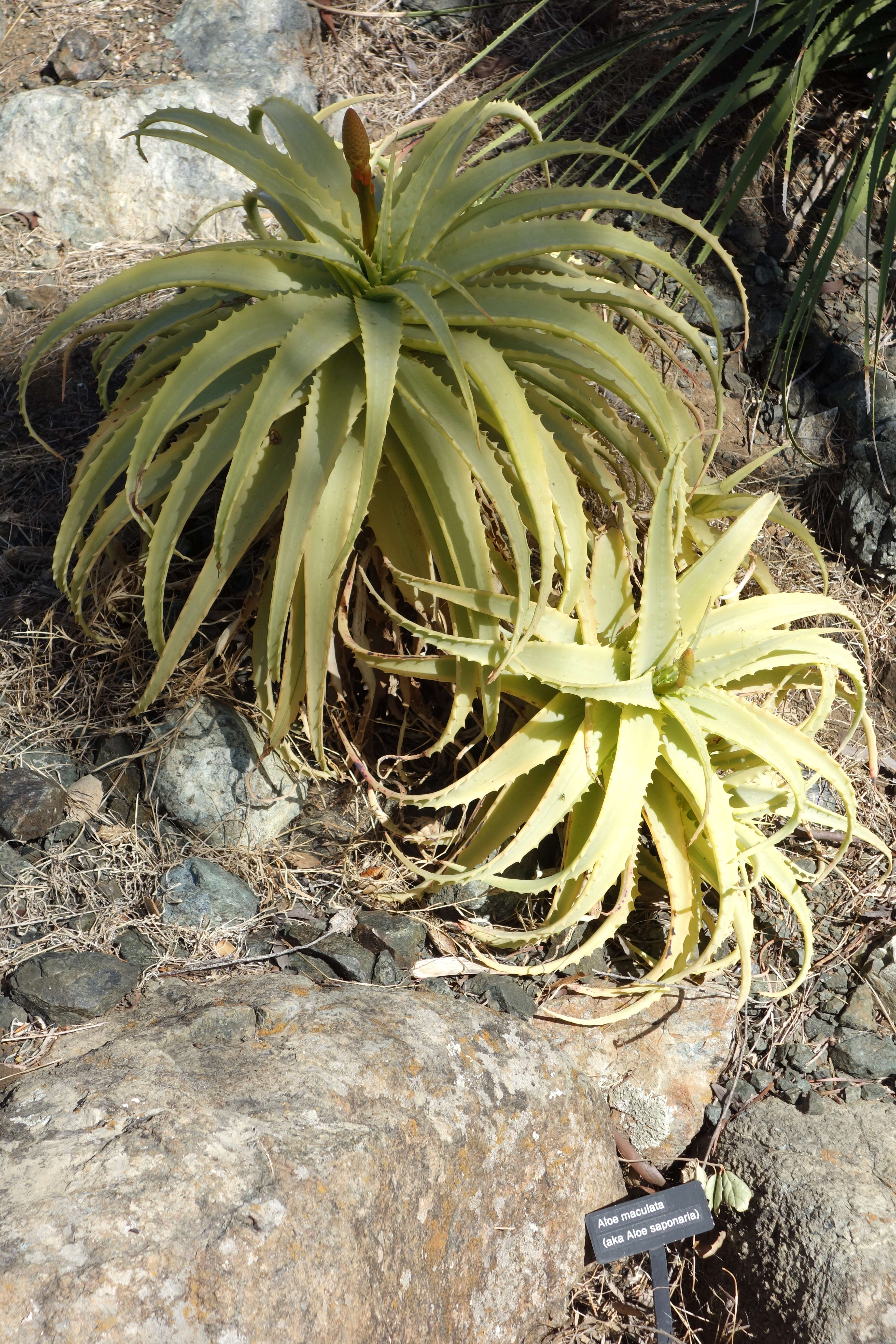 Image of candelabra aloe