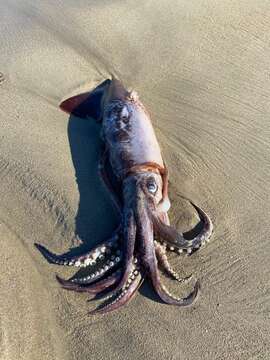 Image of European flying squid