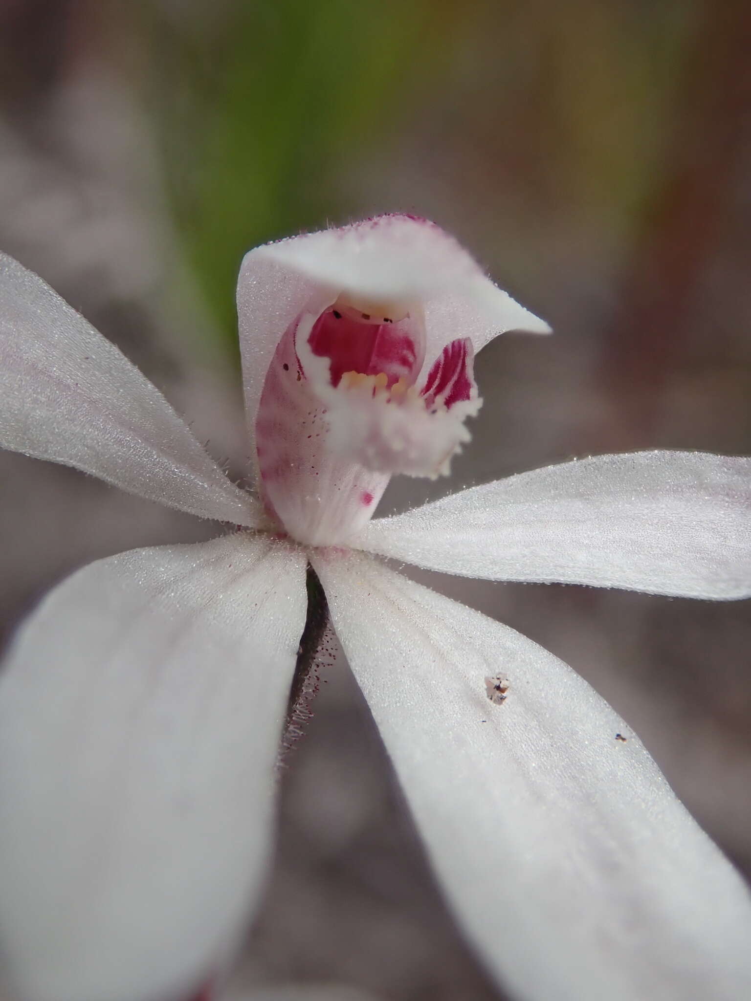 Image of Elegant Caladenia