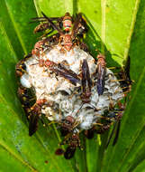 Image of Polistes bahamensis Bequard & Salt 1931