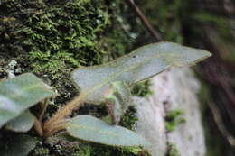 Слика од Pyrrosia davidii (Bak.) Ching