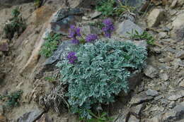 Image of silky phacelia