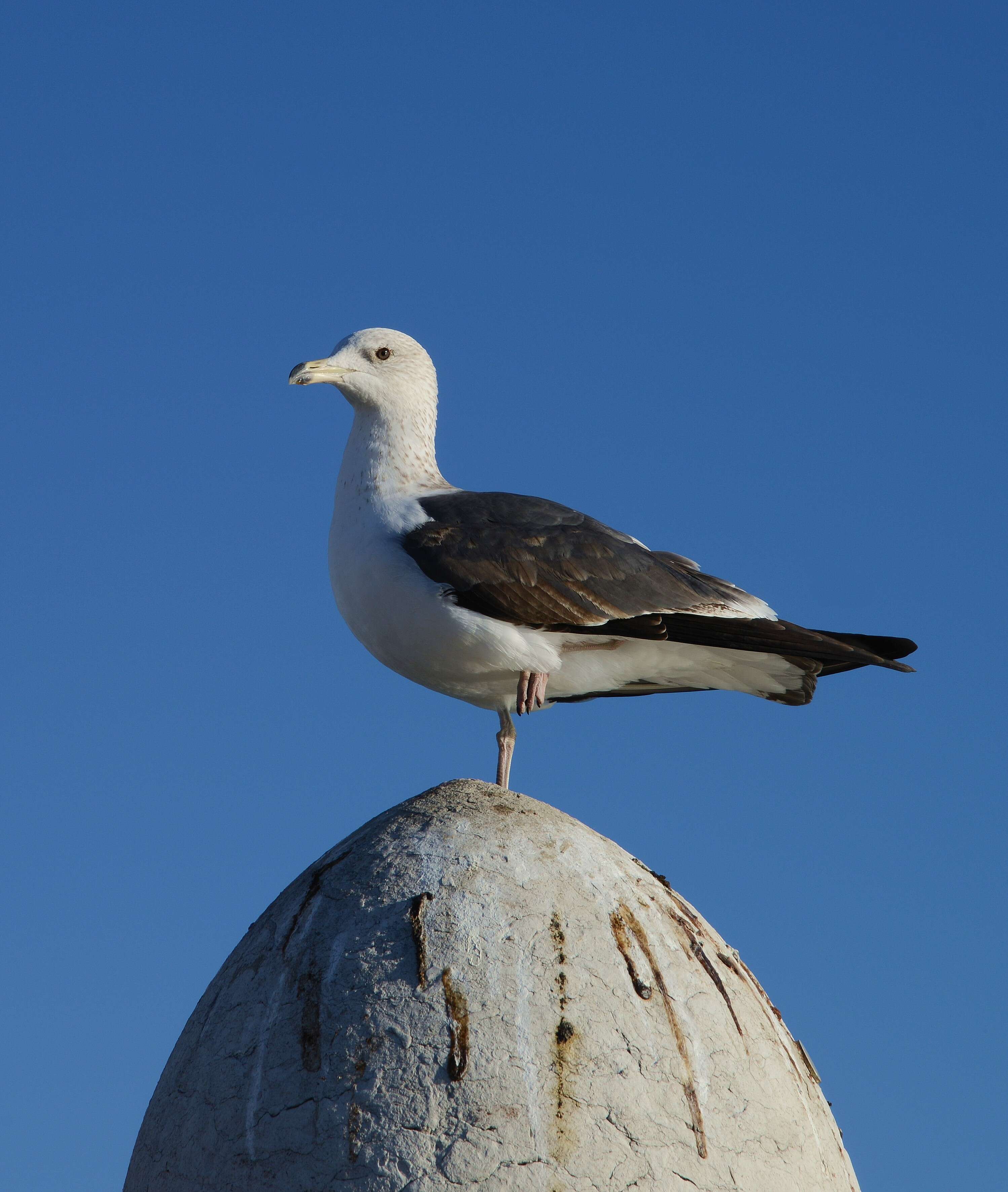 Image of Lesser Black-backed Gull