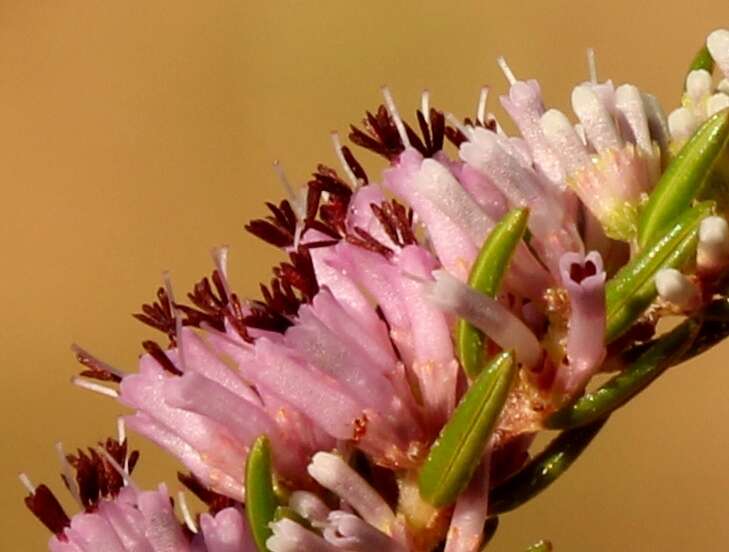 Image of Erica uberiflora E. G. H. Oliver