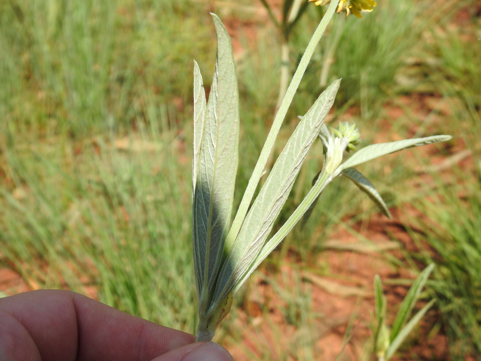 Image of Eriosema burkei Harv.