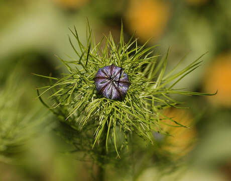 Image of devil in the bush