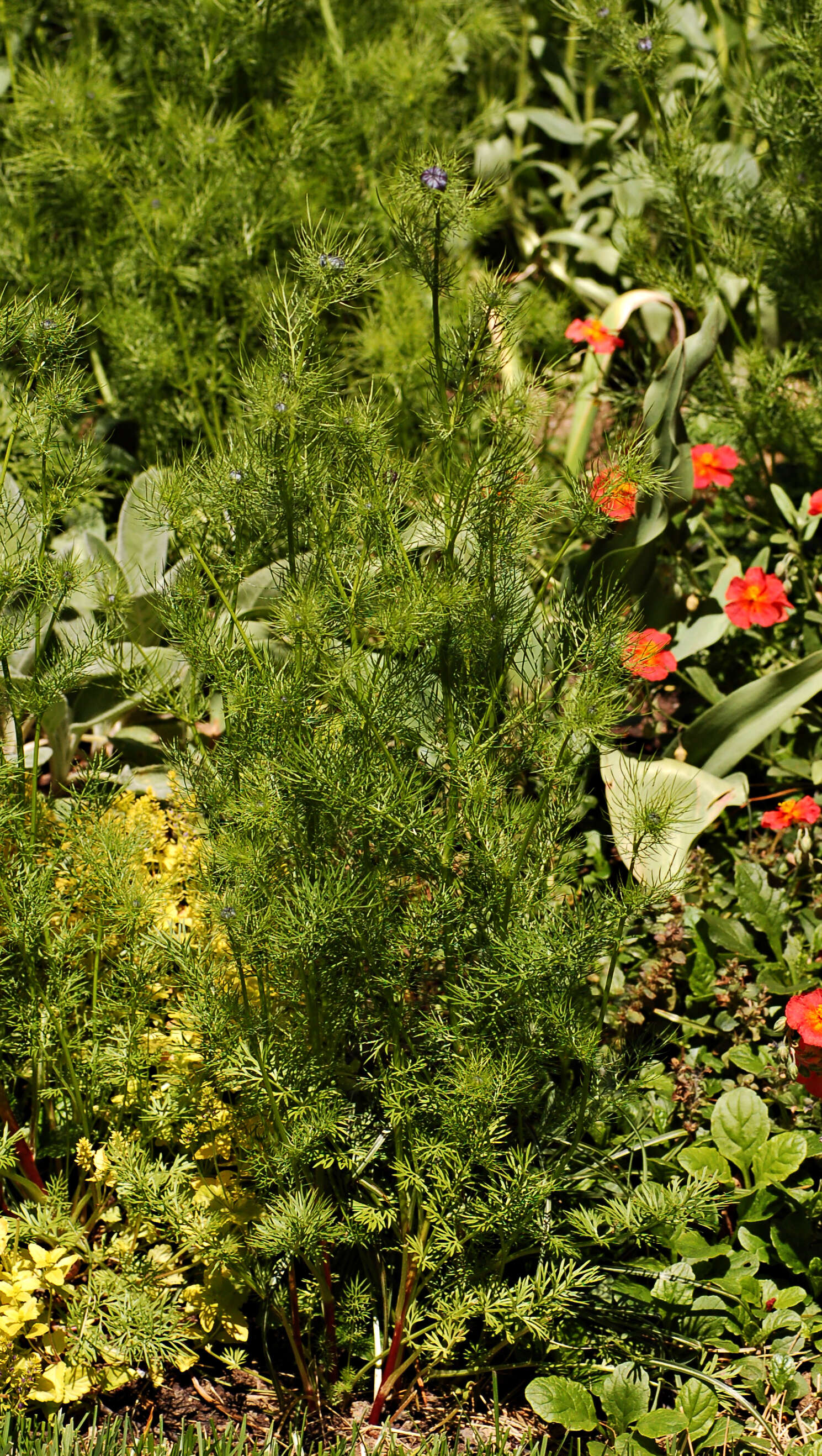 Image of devil in the bush