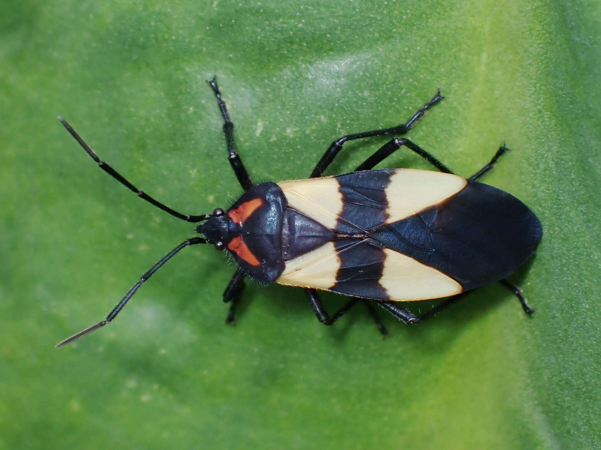 Image of Oncopeltus (Oncopeltus) orourkeae Faúndez & Rocca 2017