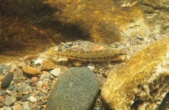 Image of Bronze darter