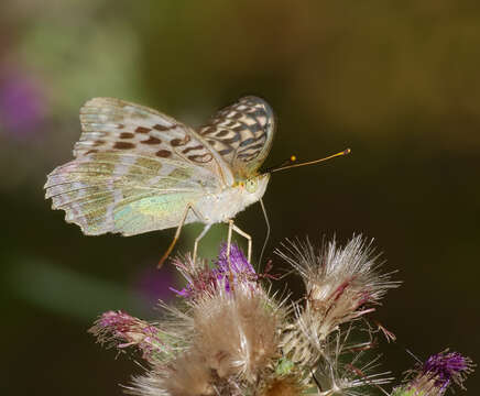 Image of silver-washed fritillary