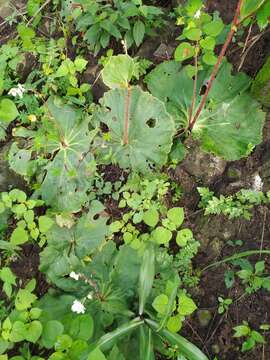 Image of Begonia monophylla Pav. ex A. DC.