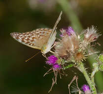 Image of silver-washed fritillary