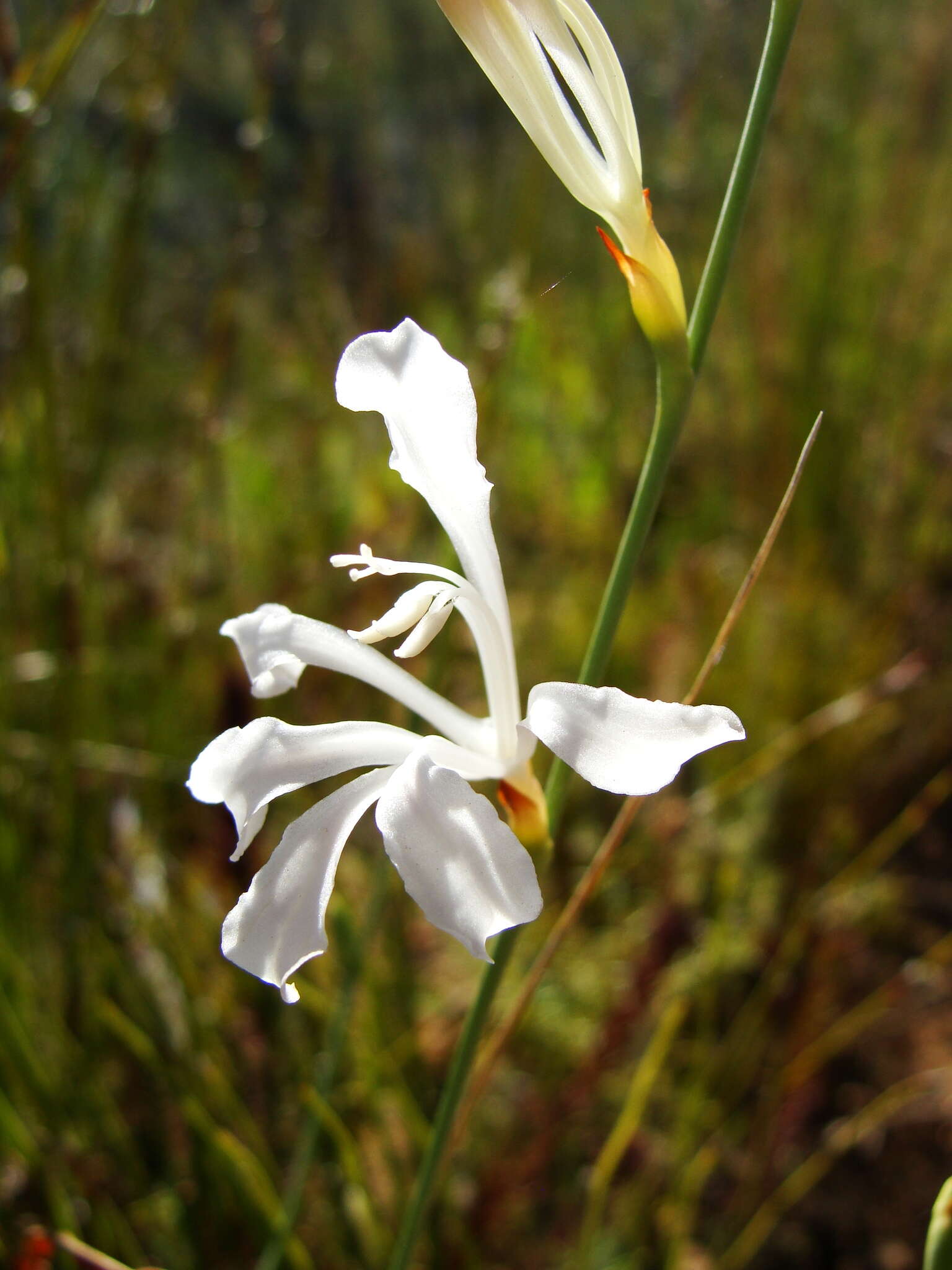 Image of Tritoniopsis lata (L. Bolus) G. J. Lewis