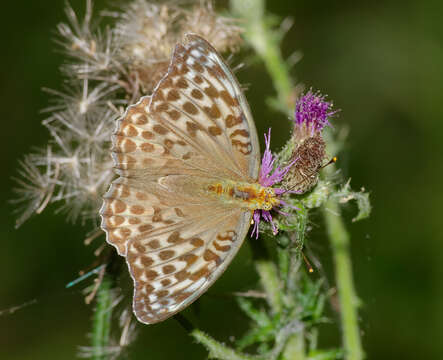 Image of silver-washed fritillary