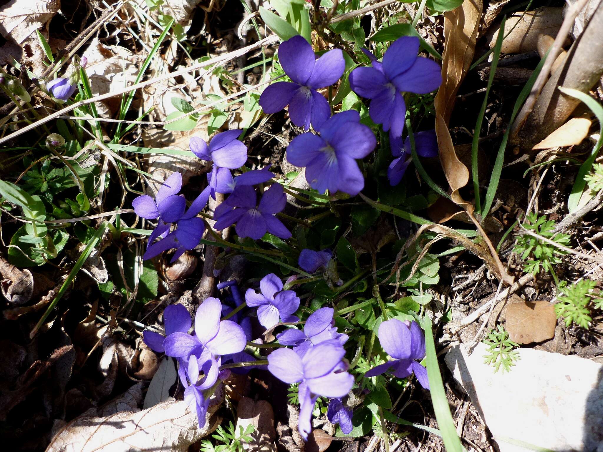 Image of sweet violet