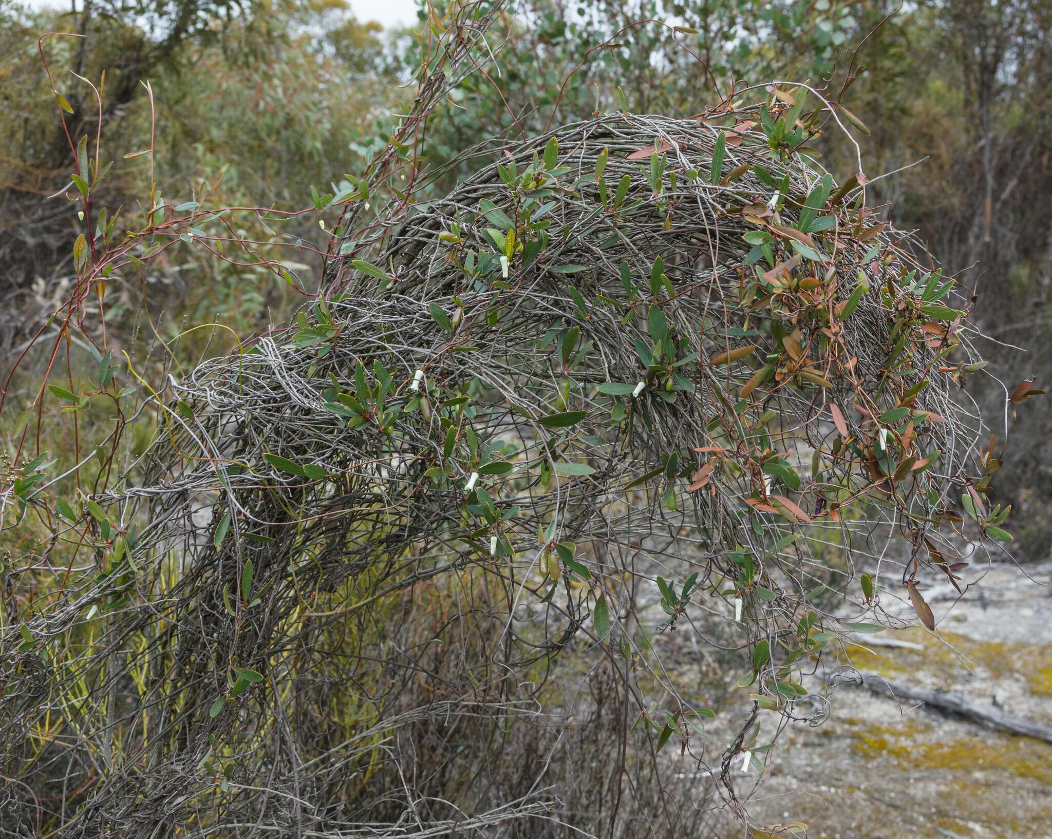 Imagem de Billardiera coriacea Benth.