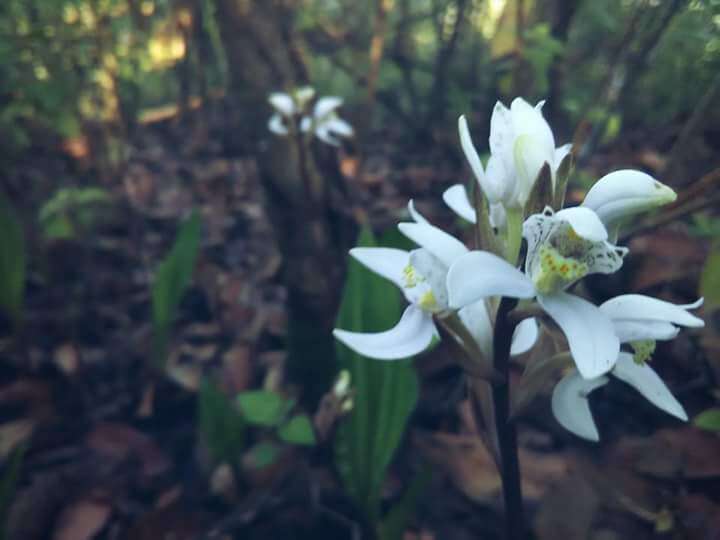 Imagem de Govenia purpusii Schltr.