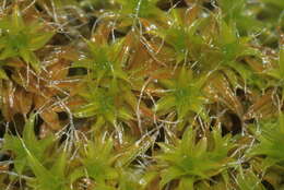 صورة Syntrichia ruralis Weber & D. Mohr 1803