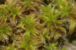 صورة Syntrichia ruralis Weber & D. Mohr 1803