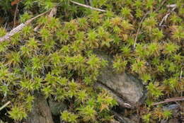 صورة Syntrichia ruralis Weber & D. Mohr 1803