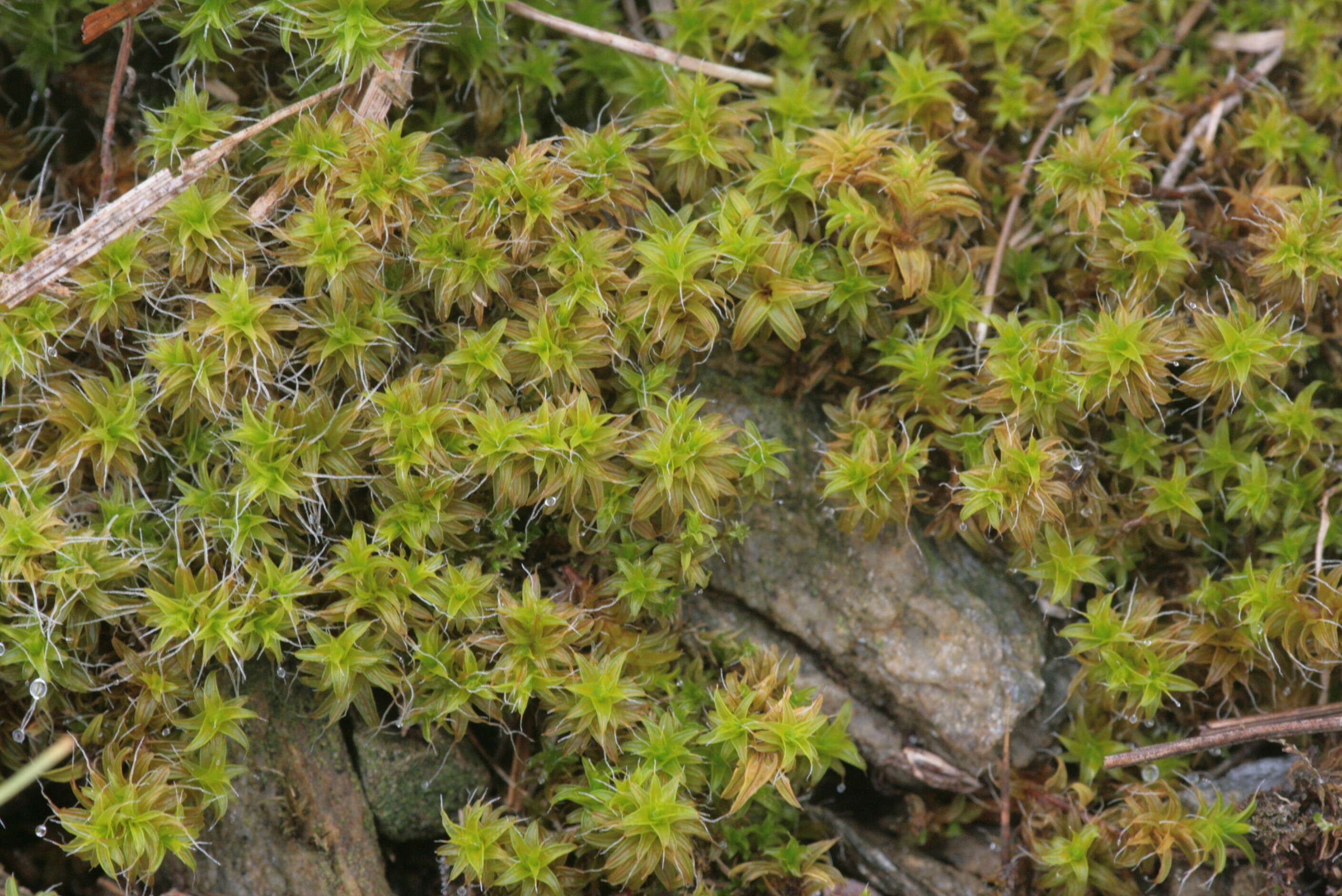 Image of great hairy screw-moss