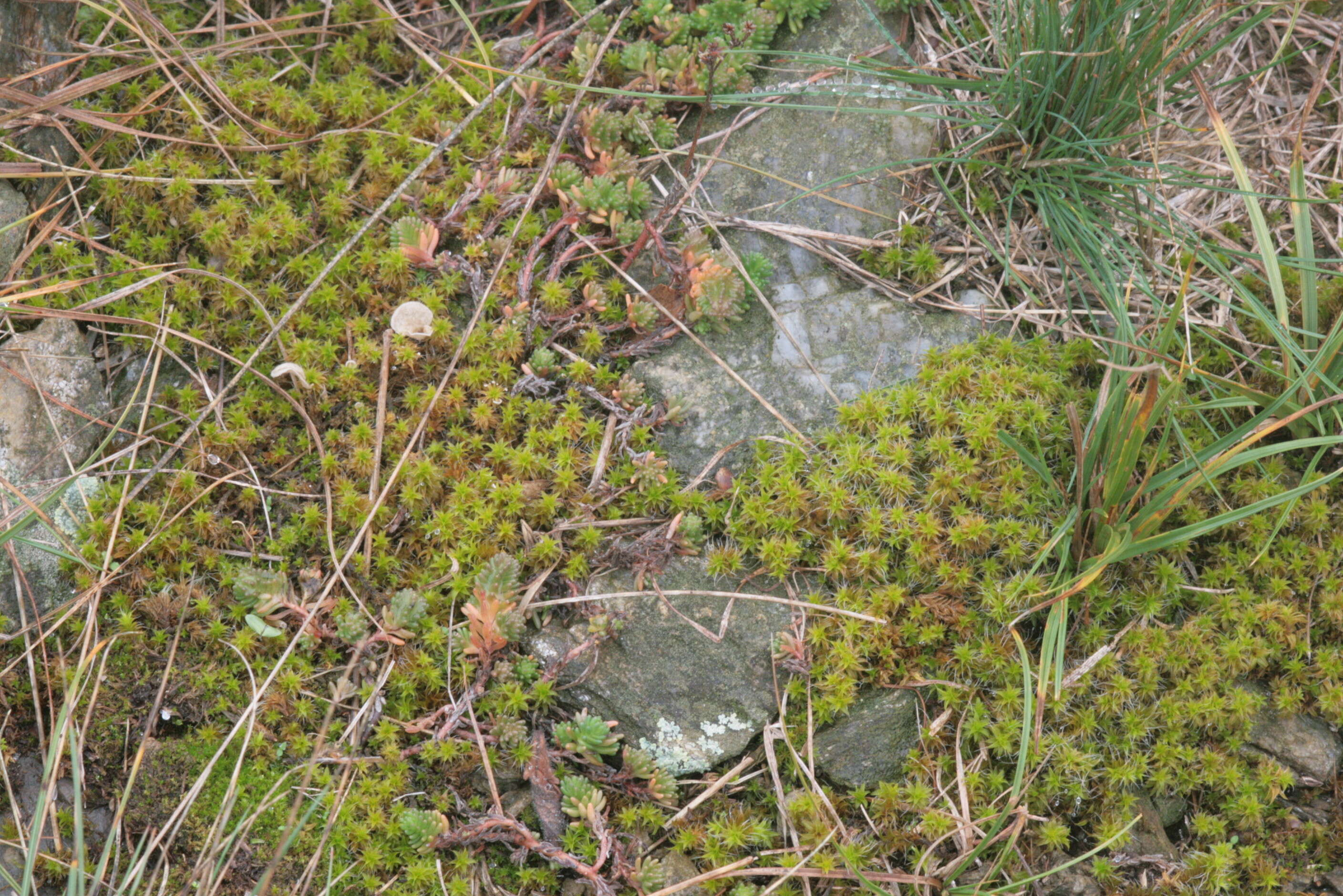 Image of great hairy screw-moss