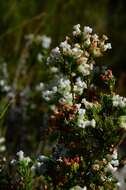 Image of Erica denticulata L.