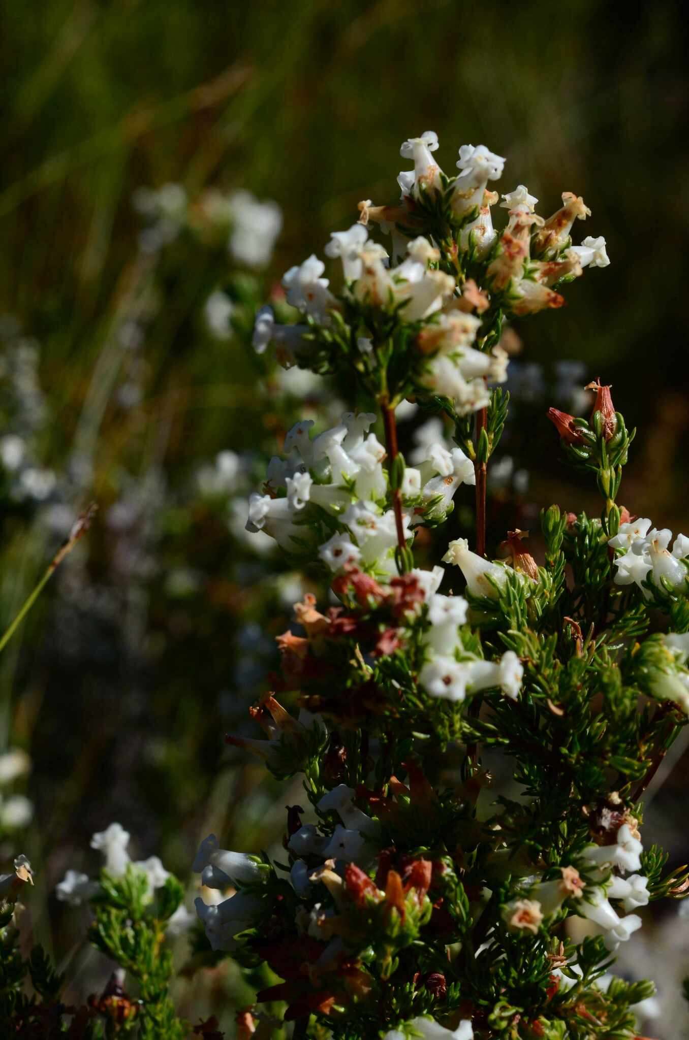 Image of Erica denticulata L.