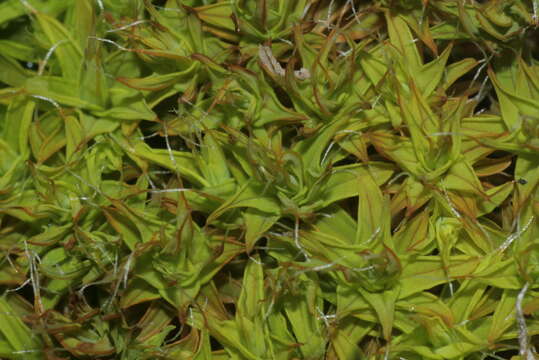 Image of great hairy screw-moss