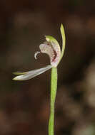 Image de Caladenia chlorostyla D. L. Jones, Molloy & M. A. Clem.