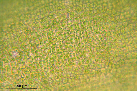 Image of great hairy screw-moss