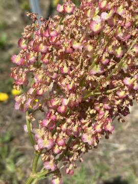 Image de Rumex thyrsoides Desf.