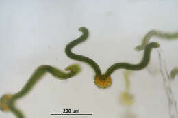 Image of great hairy screw-moss