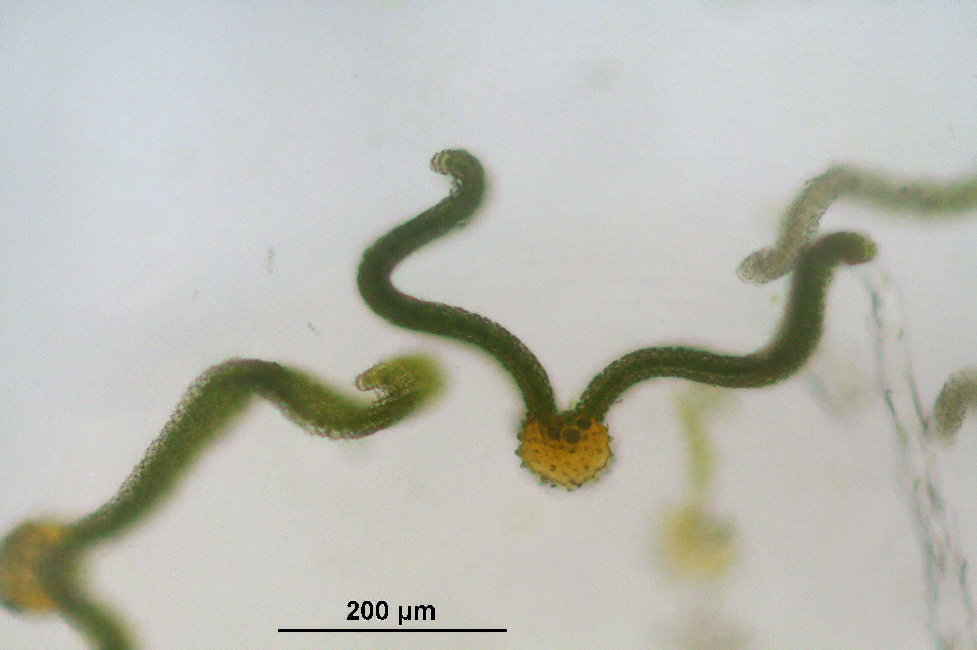 صورة Syntrichia ruralis Weber & D. Mohr 1803