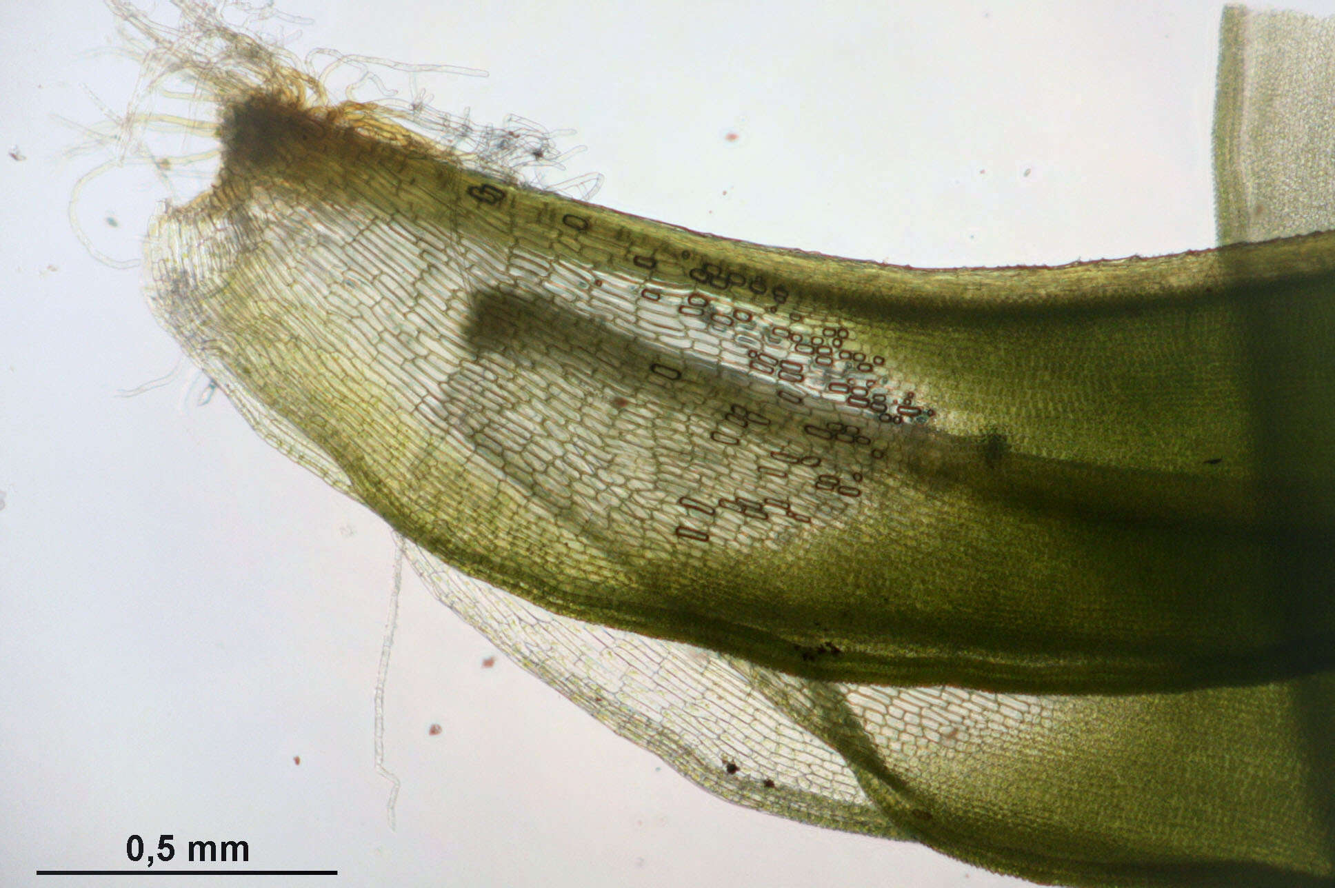 Plancia ëd Syntrichia ruralis Weber & D. Mohr 1803