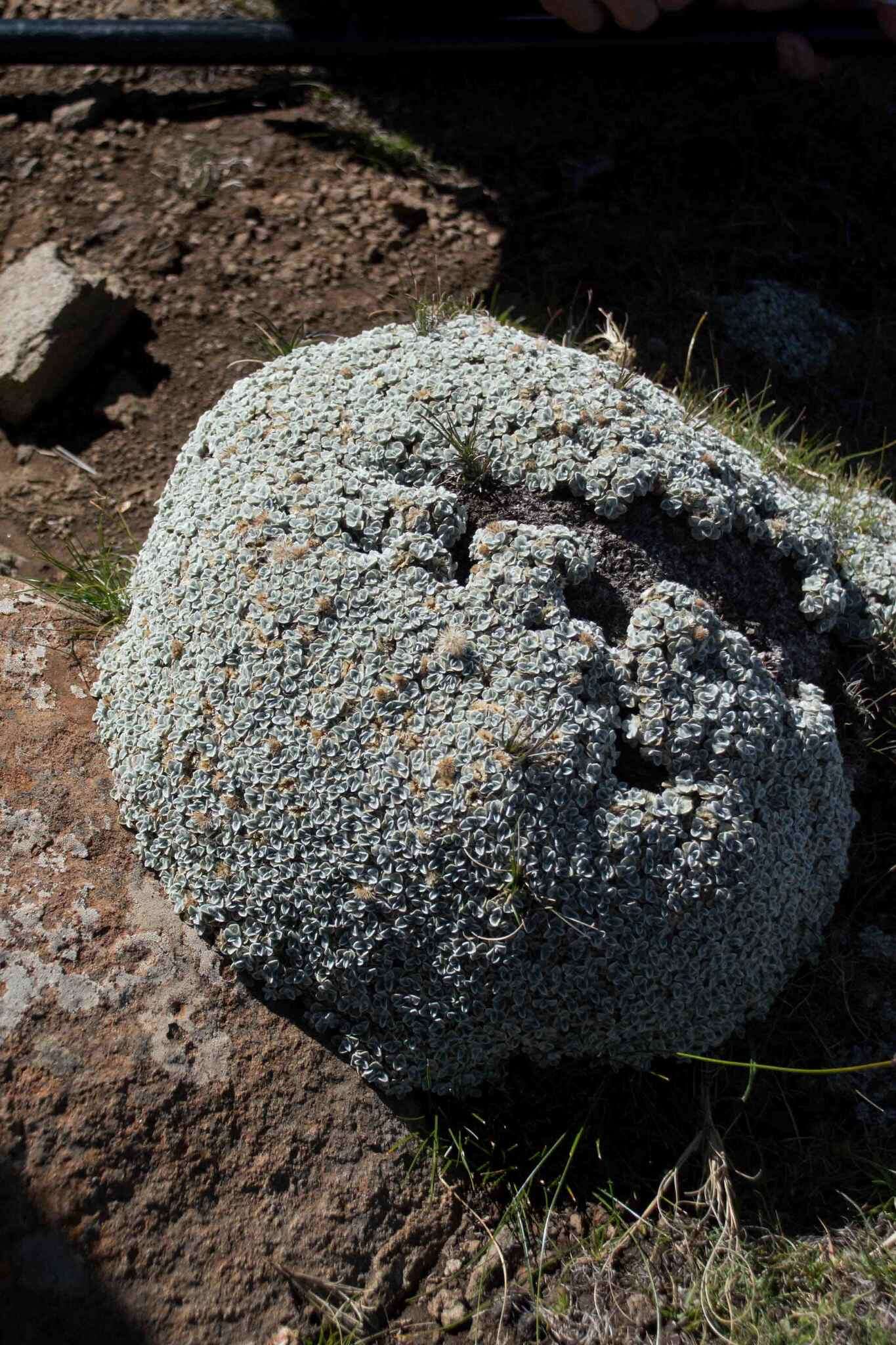 Слика од Helichrysum pagophilum M. D. Henderson