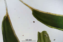 Plancia ëd Syntrichia ruralis Weber & D. Mohr 1803