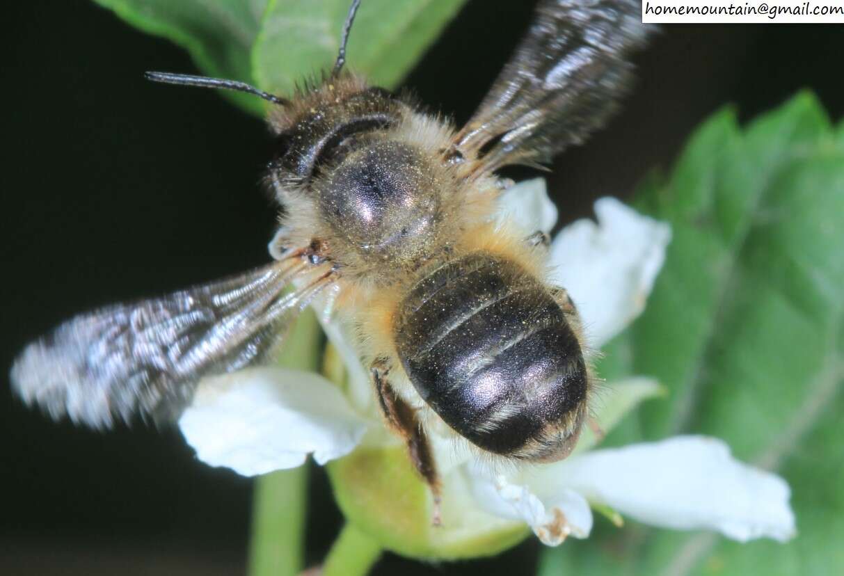 Image of Osmia excavata Alfken 1903